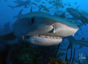 Mass chaos of sharks! Unbelievable shark action on all of... by Steven Anderson 